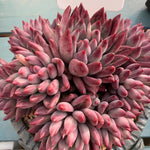 dc4055c4-556c-4cf9-9766-7238fef1c932