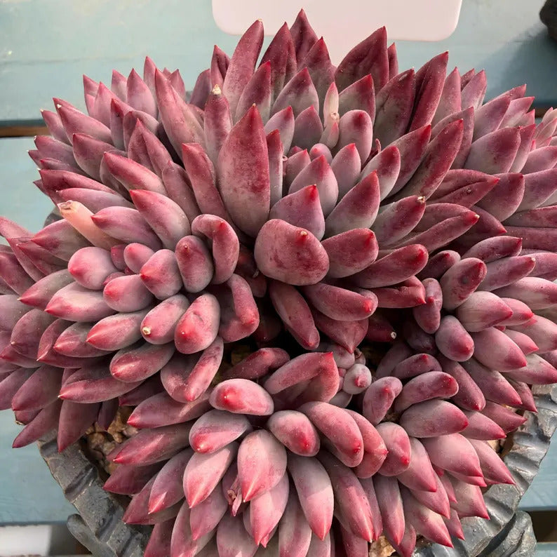 dc4055c4-556c-4cf9-9766-7238fef1c932