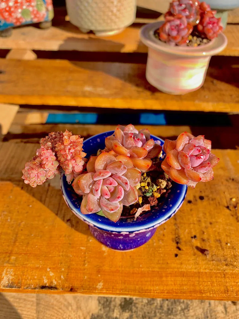 c0eb6ed9-6b6a-4bdd-9dbc-f9812ff72ad8