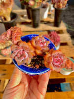 bf69b00c-43c8-47a8-84b0-1994b6e21929