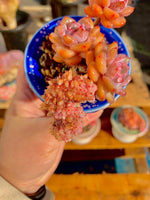 e109eb2b-b97b-462c-80c7-0283630c39d6