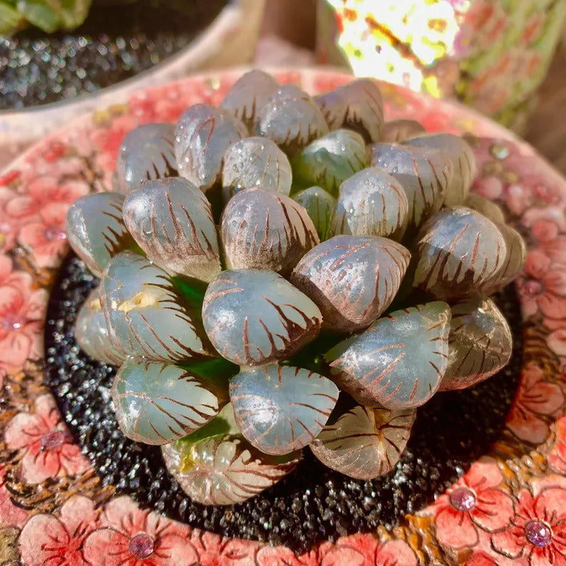 d415ebe0-ba13-4c56-908f-f38505a44dd9