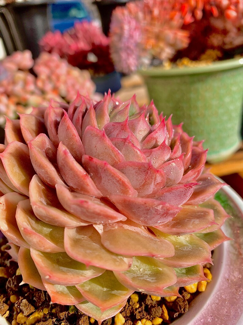 bcc396e4-d41b-4827-88f7-ac979f5a29a7