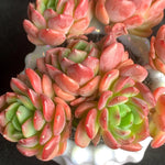 a3cc25cd-06c9-45e8-8202-69ca92443381