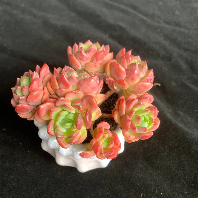 6207cb7c-3c88-4aaf-8a3a-e9a9a3f5e252