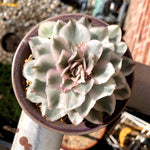 e901814e-a1e5-4deb-b3a9-cc13fc4abb48