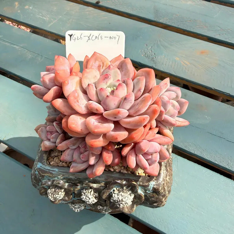 49600cf7-692e-4e76-a2d1-13fcd6d09fbf