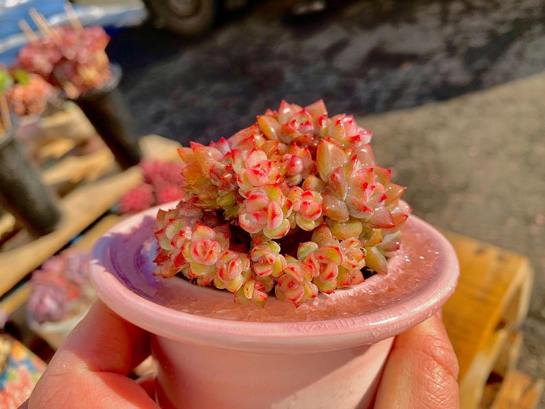 4dee0ba6-8e0f-458c-91b8-0b6aeabda69d