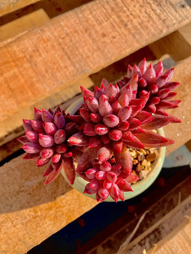 c2670c58-e9b1-4add-834b-a2a8170e862f