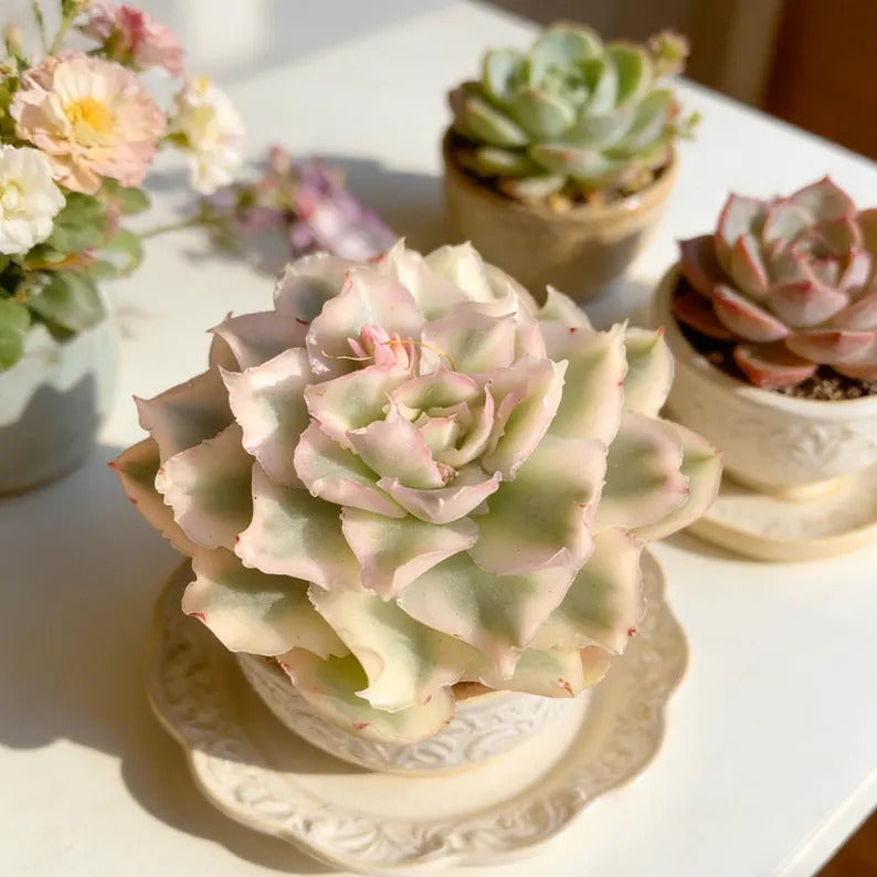 5c16da00-66c7-4b84-b70b-3351ef7c6a95