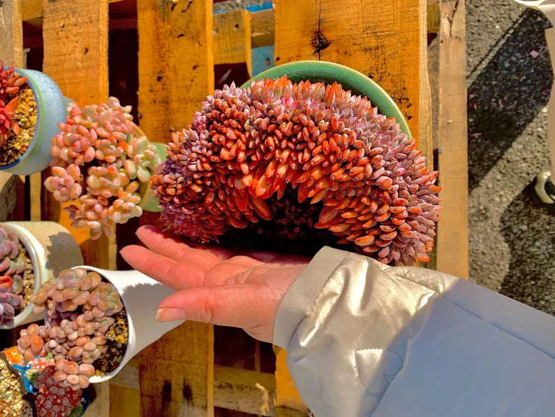 f0ff71e6-66d4-4459-9d97-9cfc072f0ffd