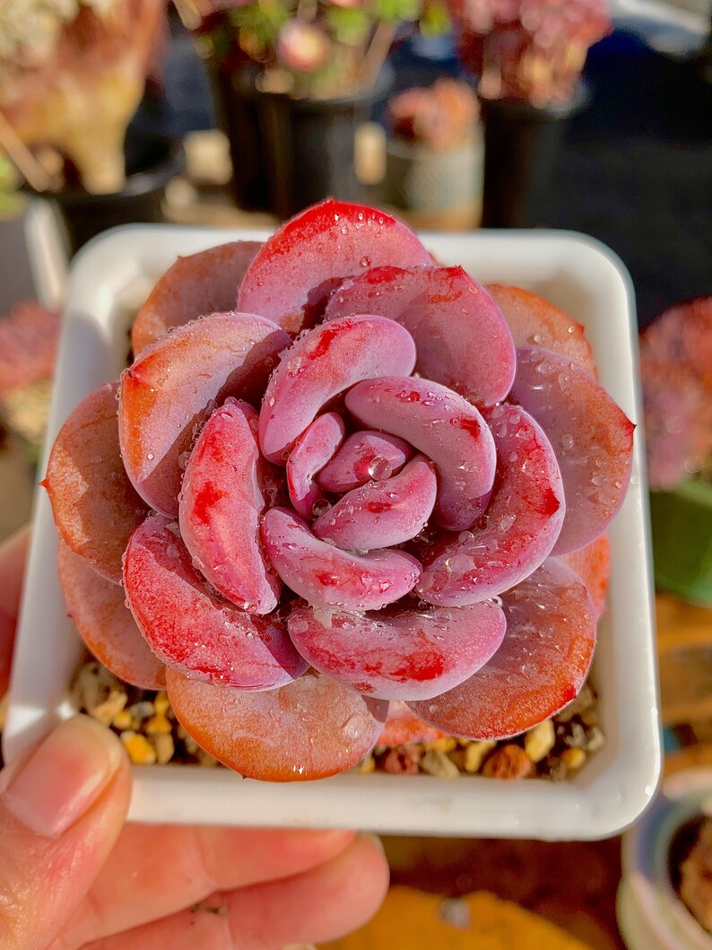 11ca4fdf-a7a8-484d-a84b-77a78ed57d46