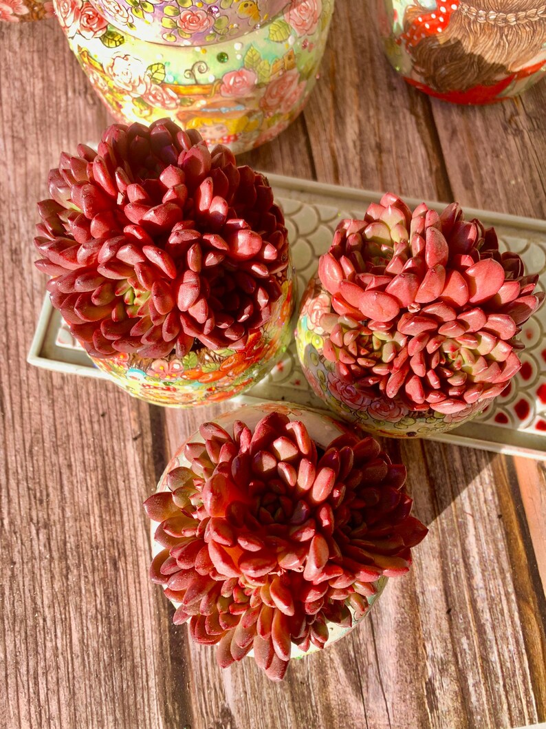 e889c31f-bcee-43a6-8a65-4bde8538c9ec