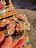 924bf470-2e7f-4d50-982b-c0f5a8f1e553