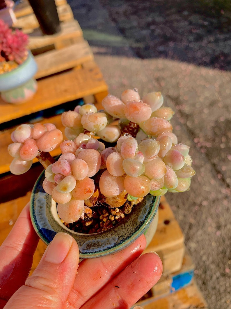 924bf470-2e7f-4d50-982b-c0f5a8f1e553