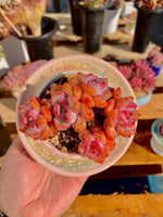 3c9c3b53-a5d4-40d8-b8d0-ca05d86b2b61