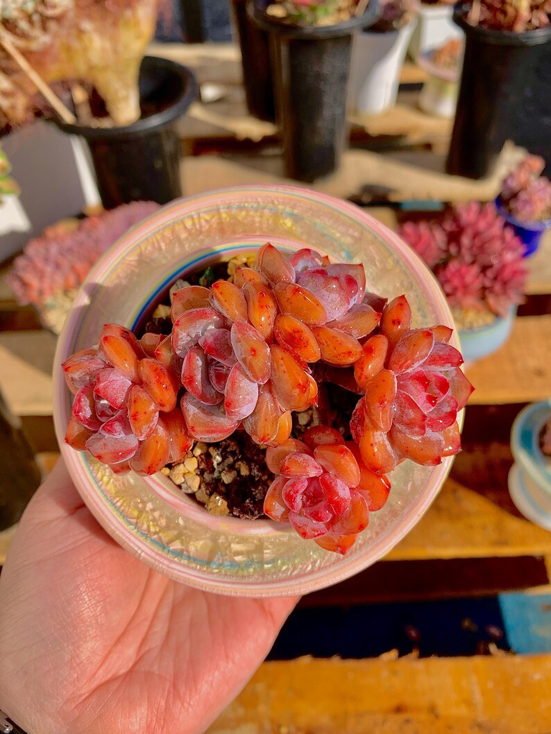 3c9c3b53-a5d4-40d8-b8d0-ca05d86b2b61