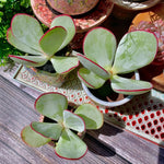 03f71cdb-004a-42cf-b2b7-f7239938d1c2