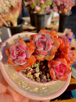 a03219c4-fb97-43e7-bf16-e0a5a8fc0861