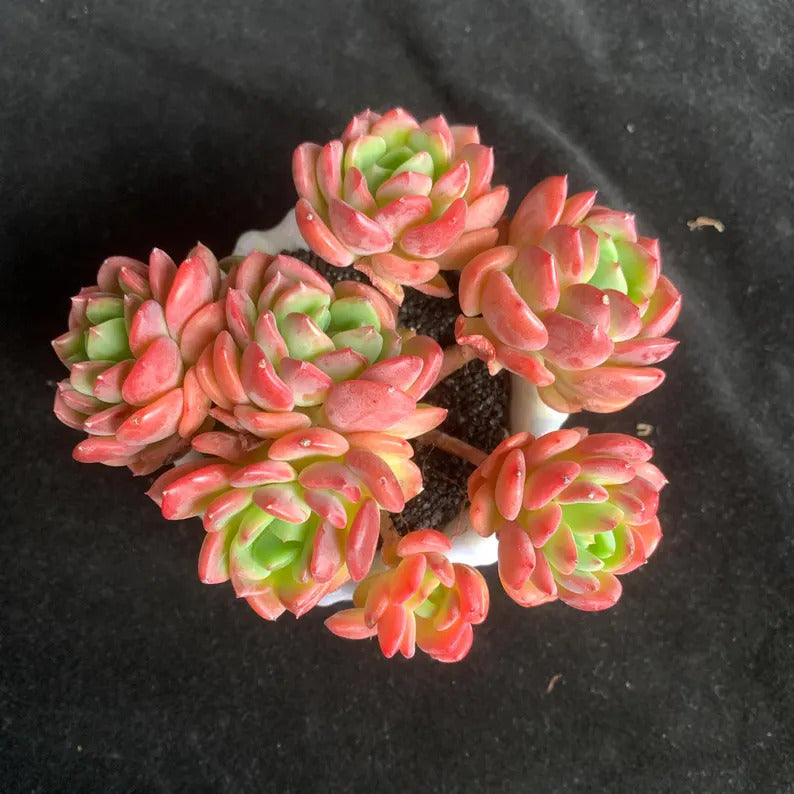 3ebbe385-58b5-4f49-bbe9-a5d3d3ecf346