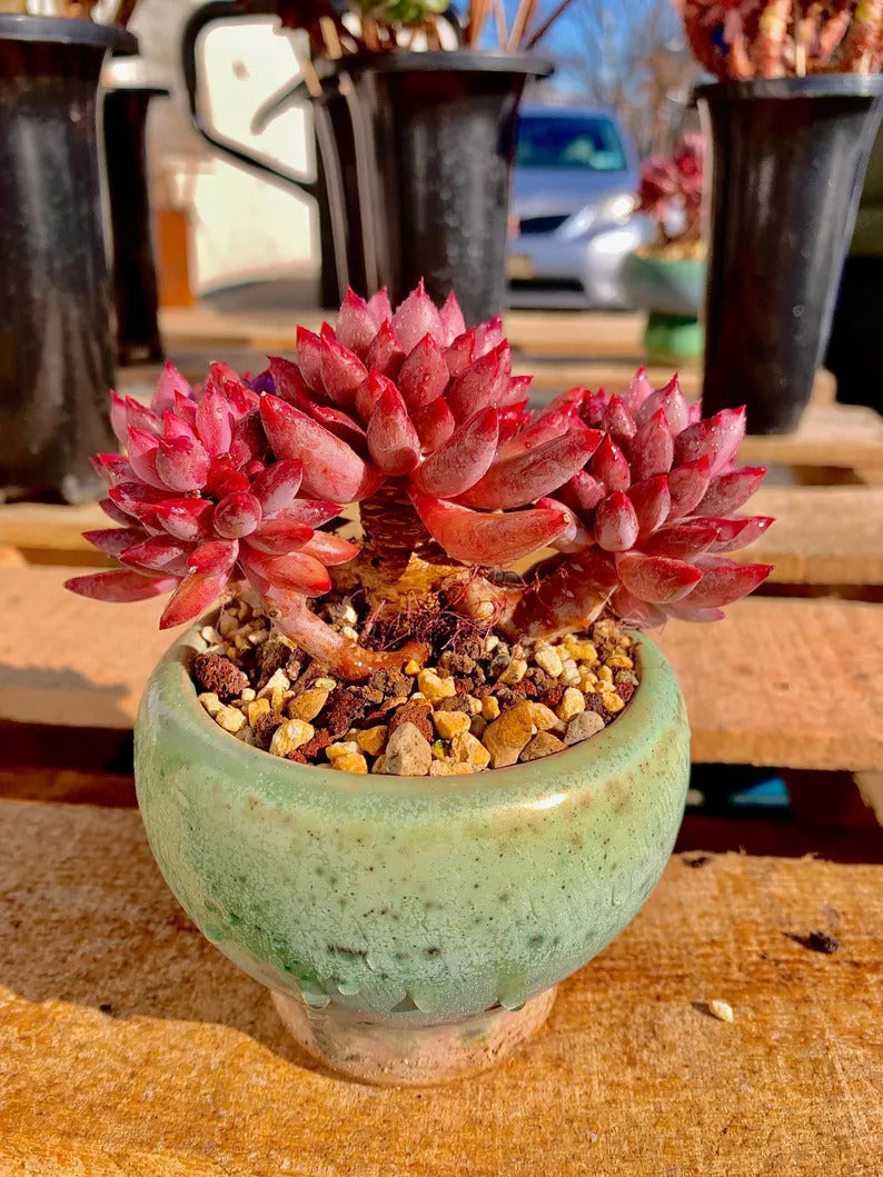 36590e8e-ff7b-4423-a0b5-9d1a71a30c7e