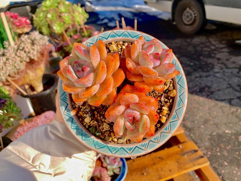 e9ab9962-cd5b-478c-b9d6-a3de2eb1c40d