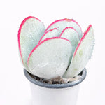 46aac1c5-4269-4ac4-899f-1631606e25de