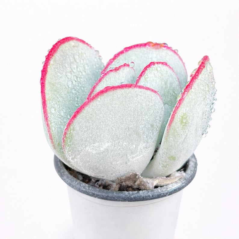 46aac1c5-4269-4ac4-899f-1631606e25de