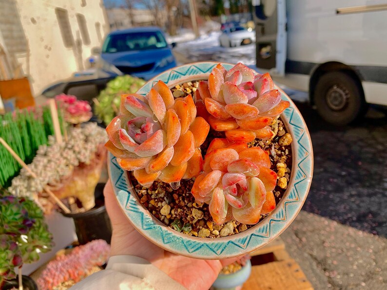 5c6ffdc7-7c39-46b7-ba00-950ab78cff33