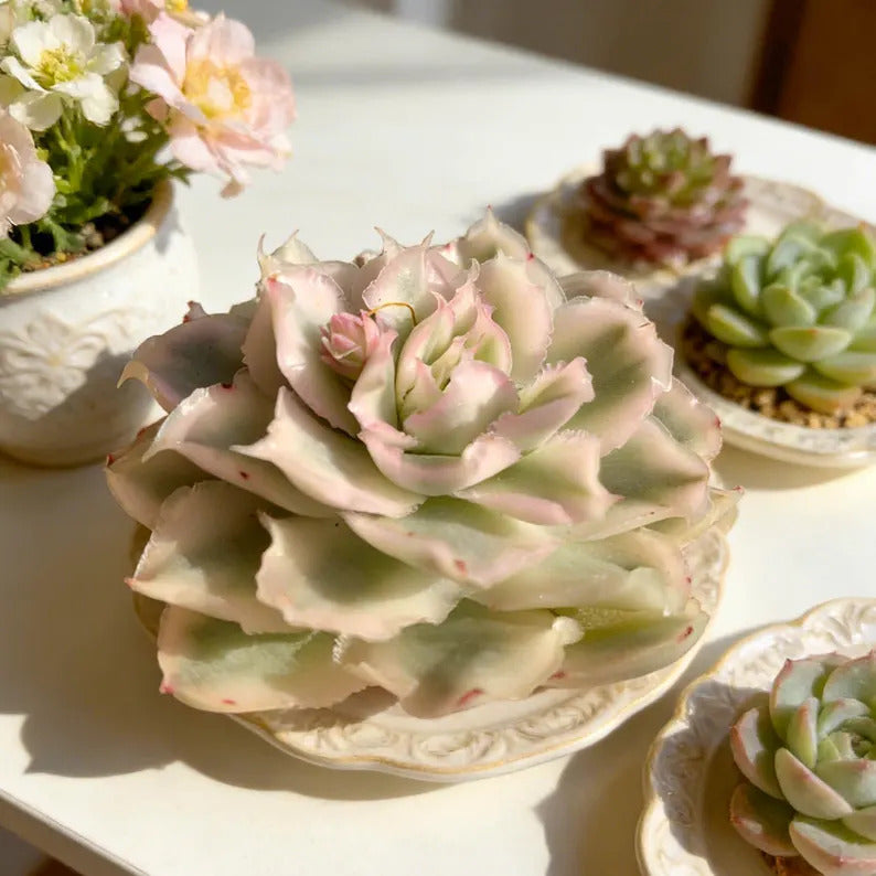 686943d2-6732-4ab4-9ae9-526b43f33ac8