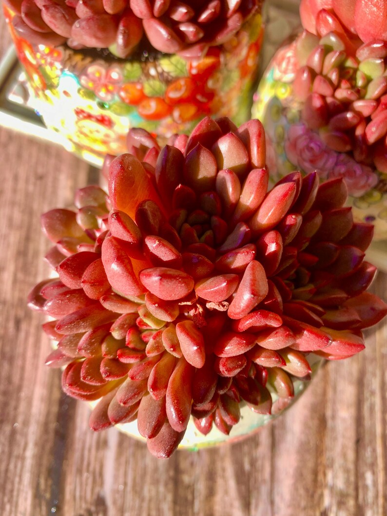 6814acaf-faea-4fd5-9c9f-7e3f7616296a