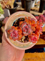 53fe7256-11b1-4798-8995-a23e19b24d0f