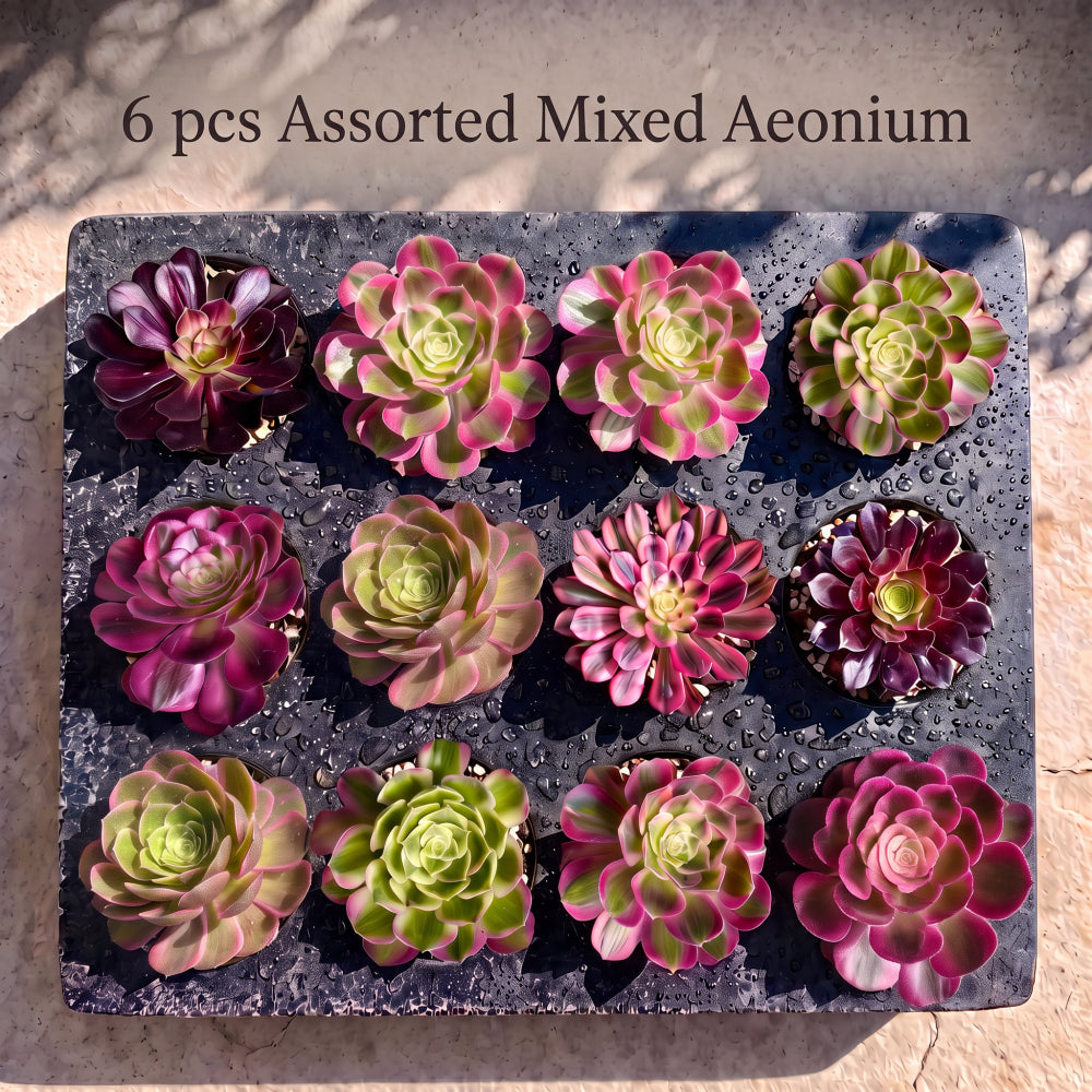 6-PCS Premium Assorted Aeonium Cutting Live Plant Set - Mix Plants Random Succulents