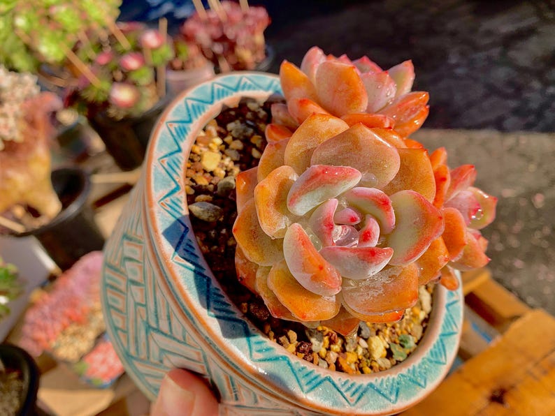 8ca9f2cd-8c6f-4637-98e0-7b7f806e2377