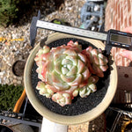 e3b9847f-82fc-42d2-9c72-da2ede0138d5