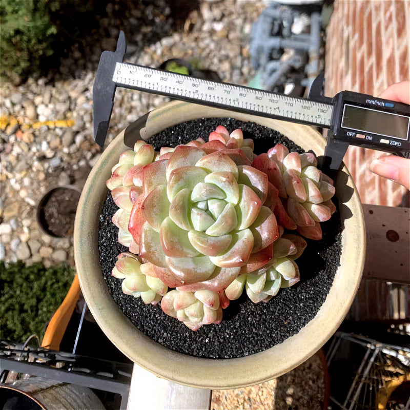 e3b9847f-82fc-42d2-9c72-da2ede0138d5