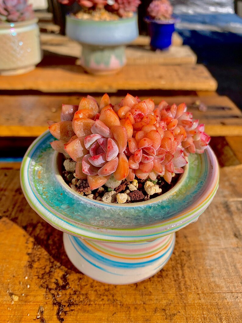 855f6c55-694d-44d9-bb6f-878ac81a1998