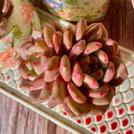 6e9e8901-7723-4bdb-bd42-871bf23c2d0e