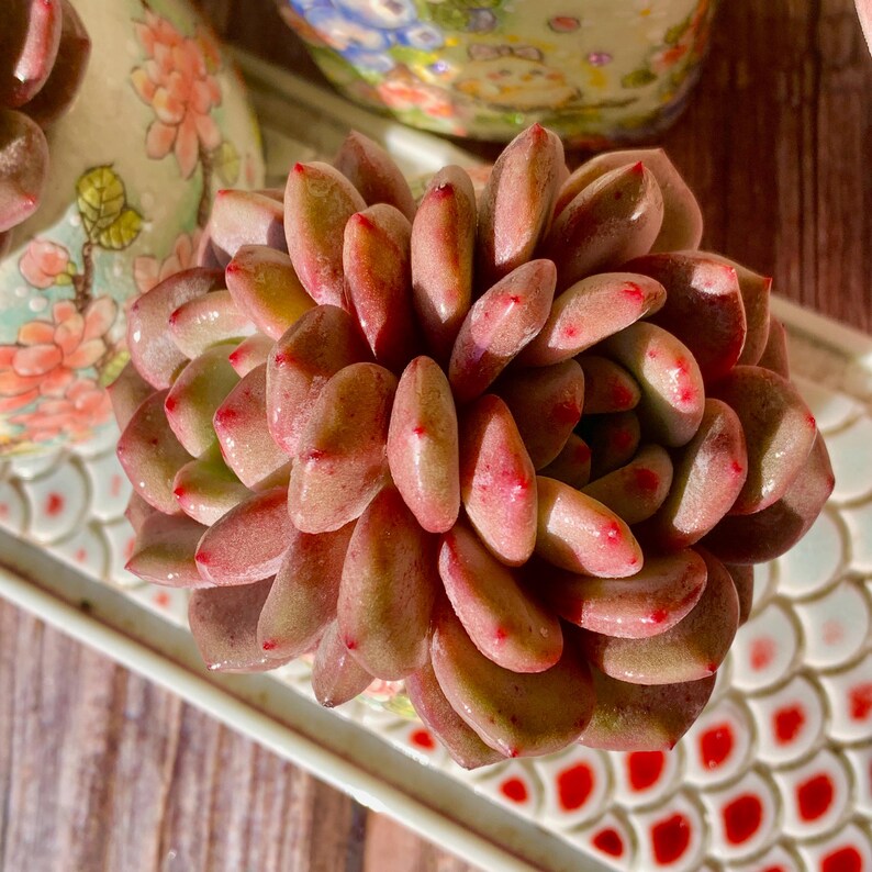 6e9e8901-7723-4bdb-bd42-871bf23c2d0e