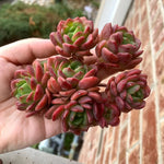 2f814fe3-6c7b-4696-b5ca-00b7f72a8fe1