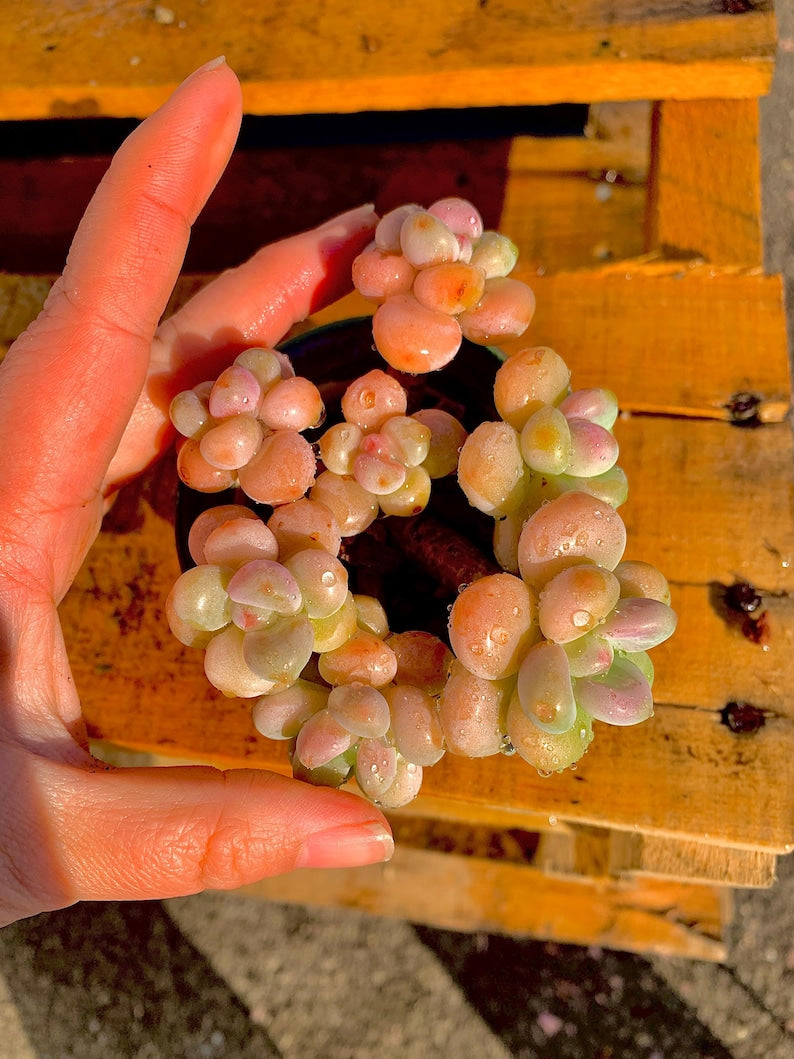 9bddb278-0cd5-40c9-ac57-8a093314d775