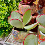 feeef33f-c981-45ac-a49f-ff38cd2e4f39