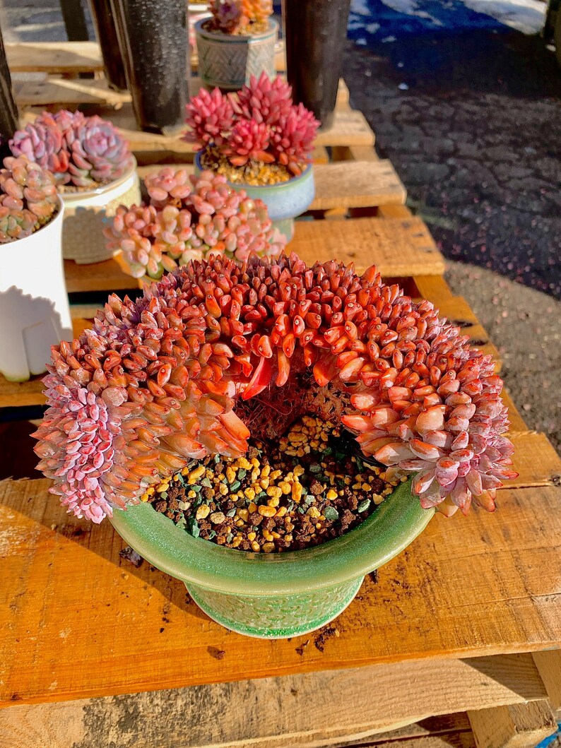 4641f855-b7e0-4d4e-bdb1-e8baa62b4ae9