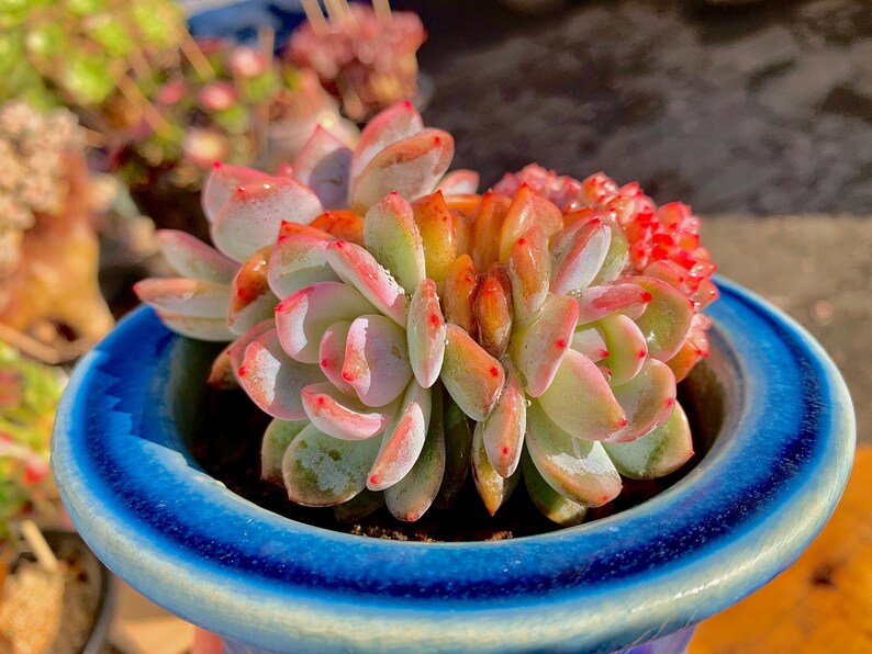 54ea6c86-dc82-41ab-9f46-5733116b109a