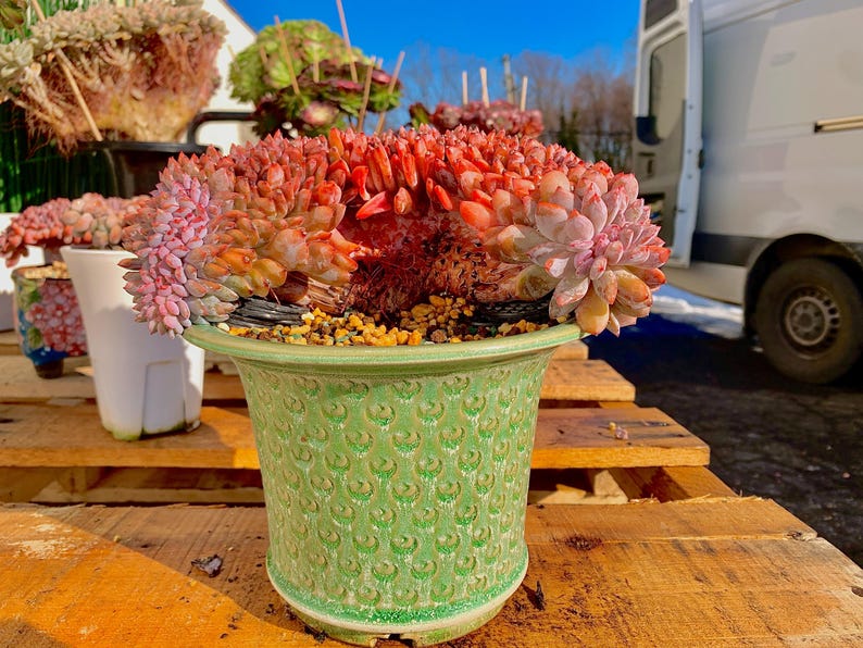 0b8009f8-0542-4346-98f9-567e2770f4c1