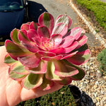 92f6040f-8ecc-4cf5-b4ce-45a7b9e0fab4