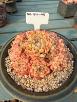 a8230244-5b59-445a-88e7-518f22fefdb6