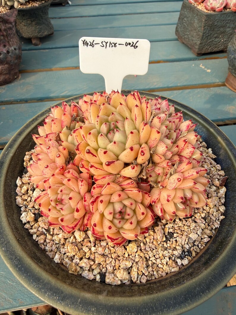 a8230244-5b59-445a-88e7-518f22fefdb6