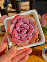 6f1b87ce-145b-4197-8f26-a7e54492c473