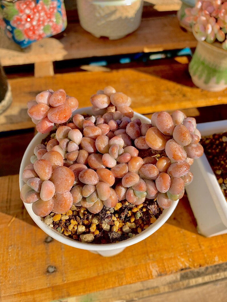 dd9217ca-dd8e-4d47-8e48-a7ee86d37367